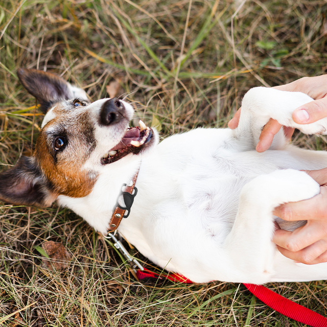 Etui silikonowe do AirTag opaska do smyczy obroży dla psa kota zwierząt do lokalizatora czarne