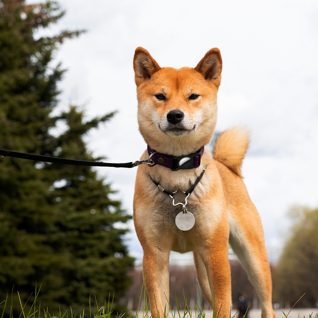 Etui silikonowe do AirTag opaska do smyczy obroży dla psa kota zwierząt do lokalizatora czarne